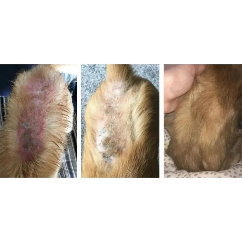 Argent colloïdal en Gel pour chien et chat - Antibactérien