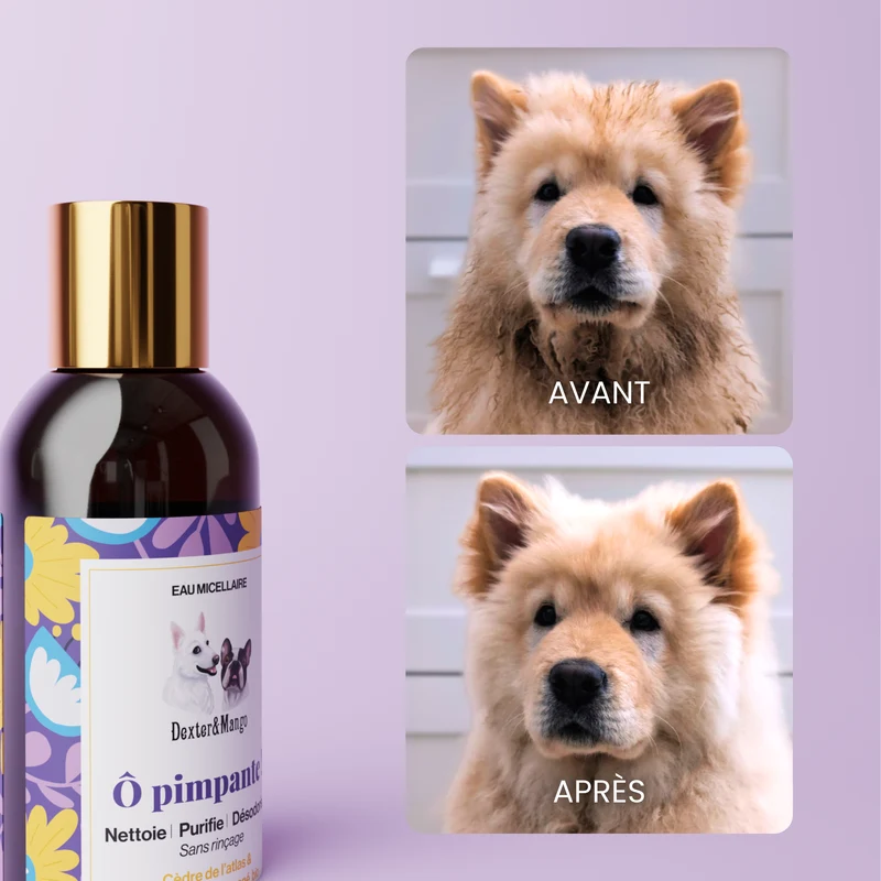 Eau micellaire pour chien nettoyante : Ô Pimpante !
