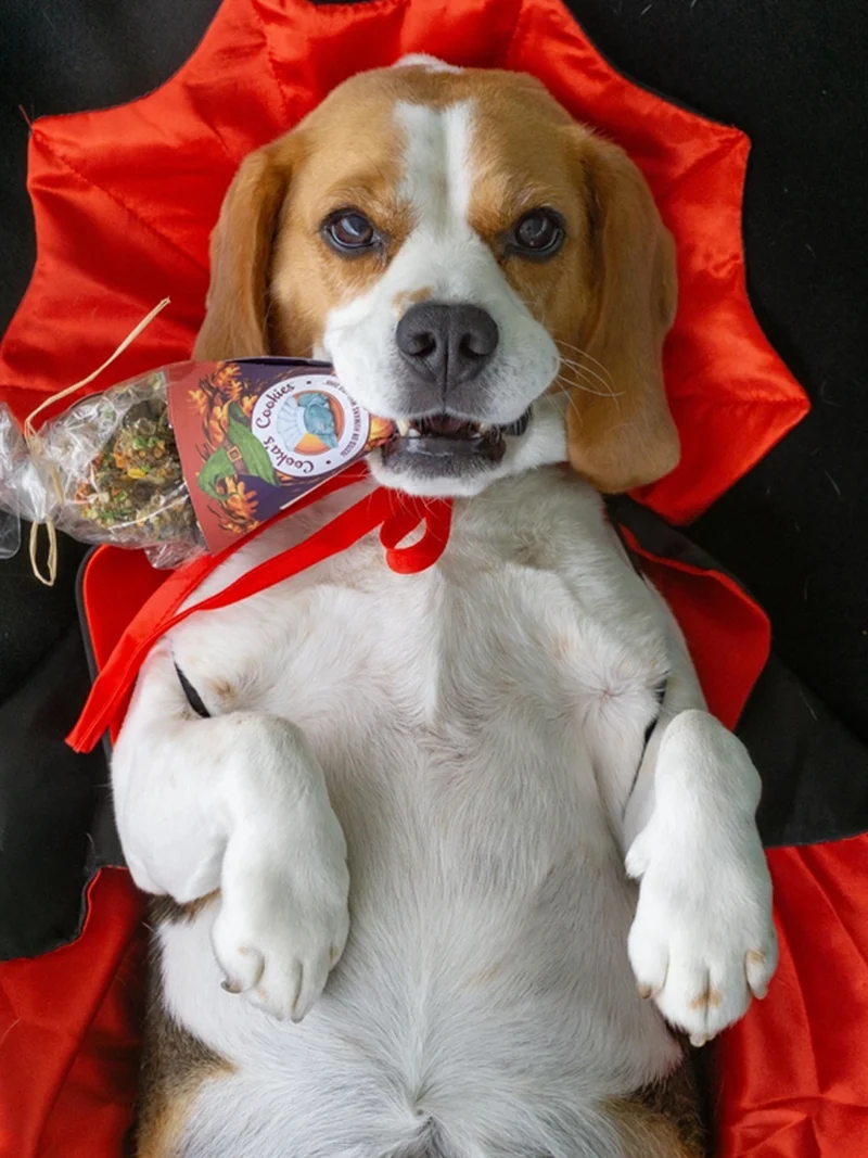 Biscuits d'halloween pour chien - Kiss the witch 🧙‍♀️ - Cooka's Cookies