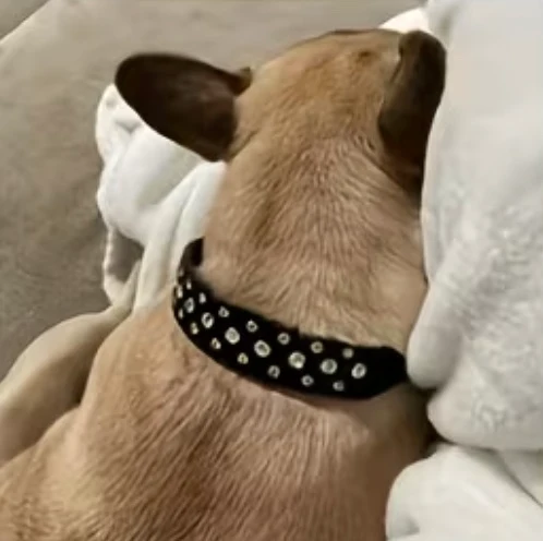 Collier Strass Noir – Chien & Chat | Élégant, Résistant & Confortable