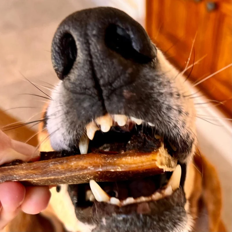 Friandise naturelle Spaghetti - Intestin de Porc pour Chien