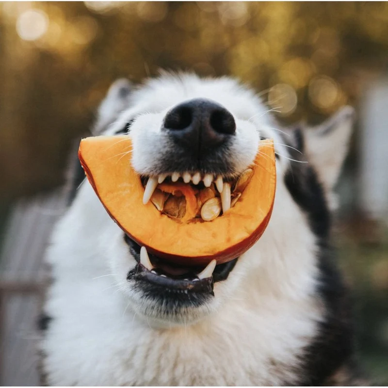Flocons de Citrouille pour Chien | Cooka's Cookies