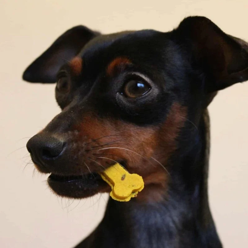 Biscuits à la patate douce et au curcuma pour chiens – Cooka’s Cookies