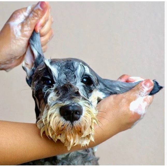 Shampooing à l'argent colloïdal avec répulsif contre les tiques et les puces