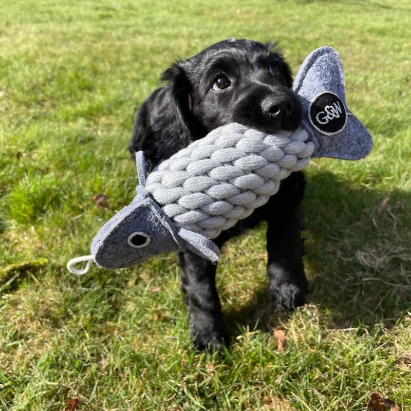 Roger le poisson ècologique jouet pour chien