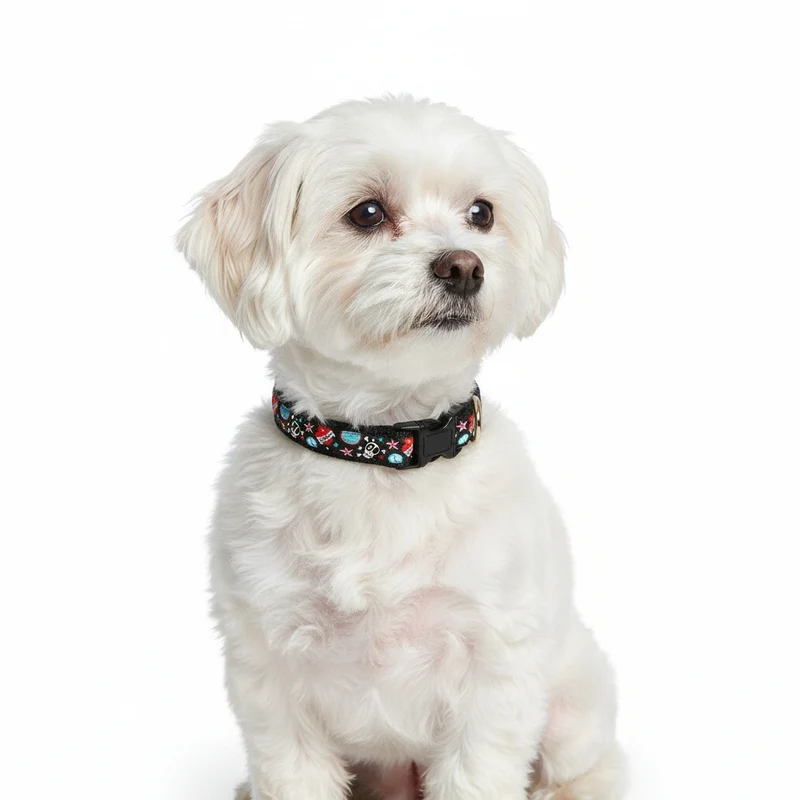 Collier pour Chien 'Tête de mort'