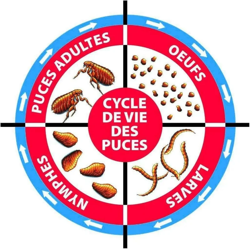 Spray anti-puces maison SHIELD – sans pesticide, idéal pour literie et tapis