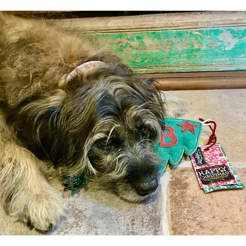 Jouet pour chien écologique – le Sapin de Noël