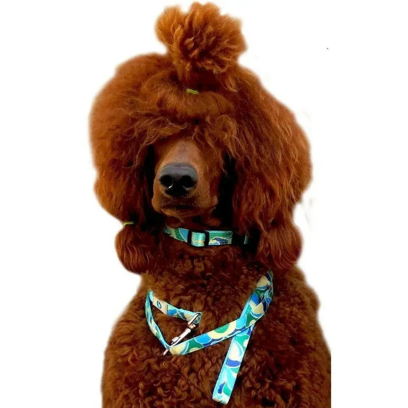 Laisse pour chien motif Azur