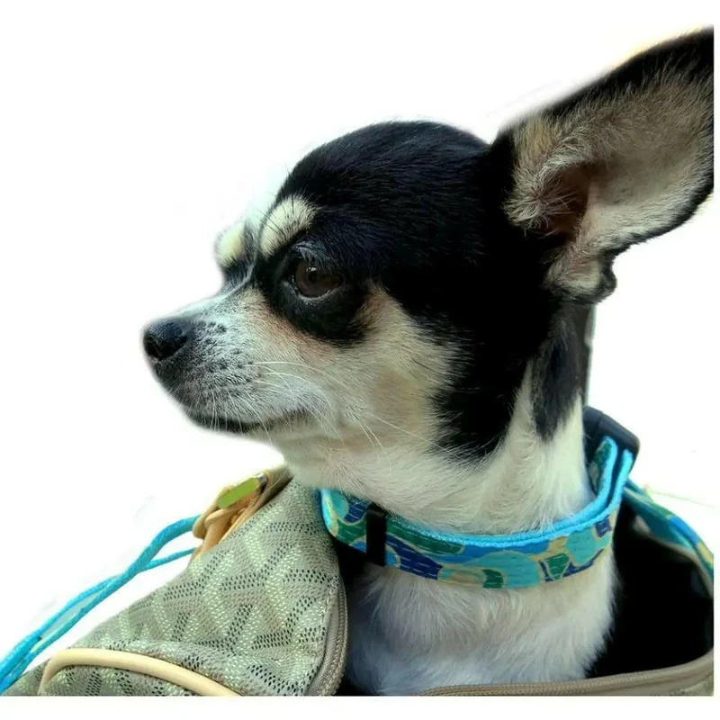 Collier pour chien motif Azur