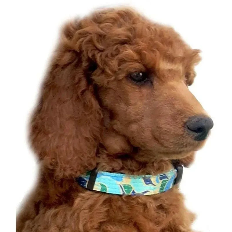 Collier pour chien motif Azur