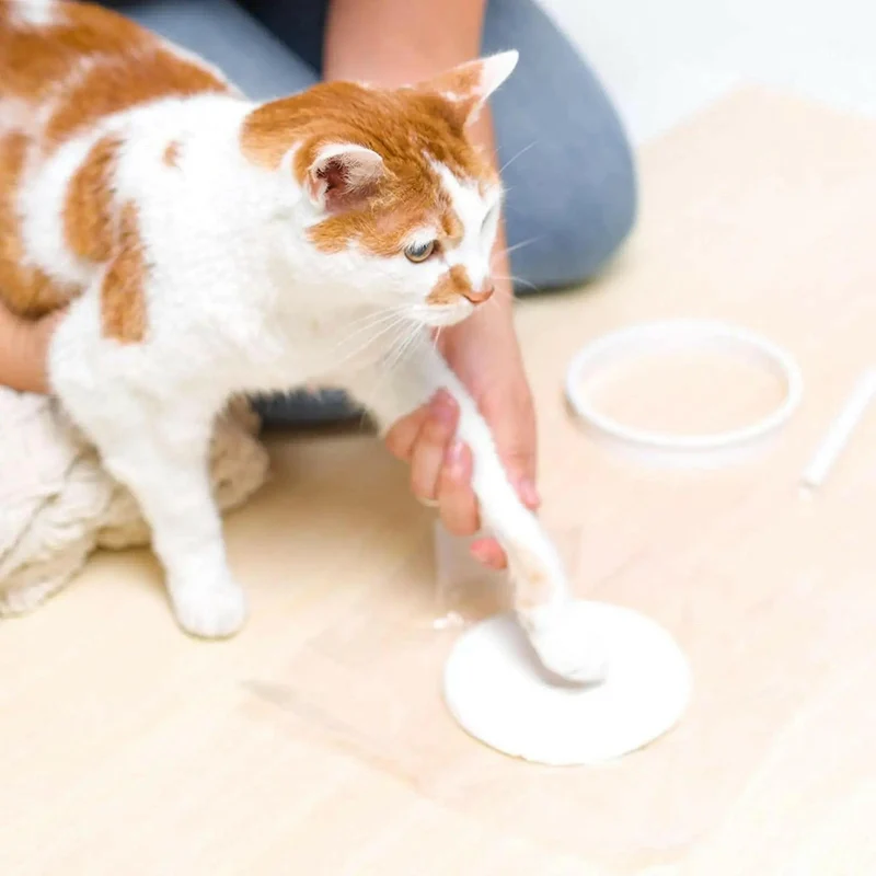 Suspension empreinte de patte plâtre pour chien ou chat