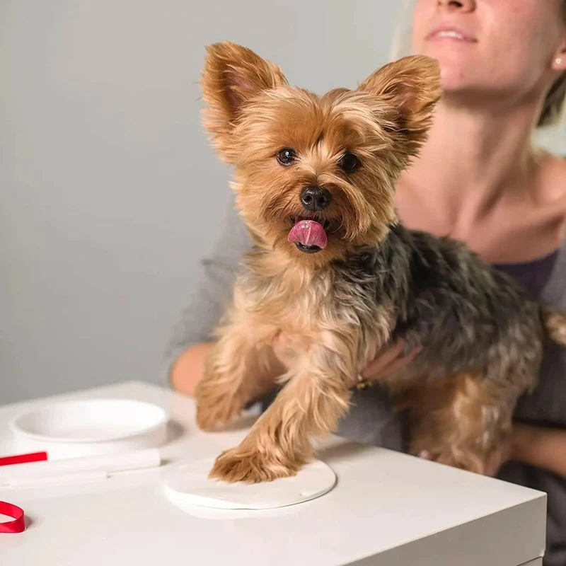 Suspension empreinte de patte plâtre pour chien ou chat