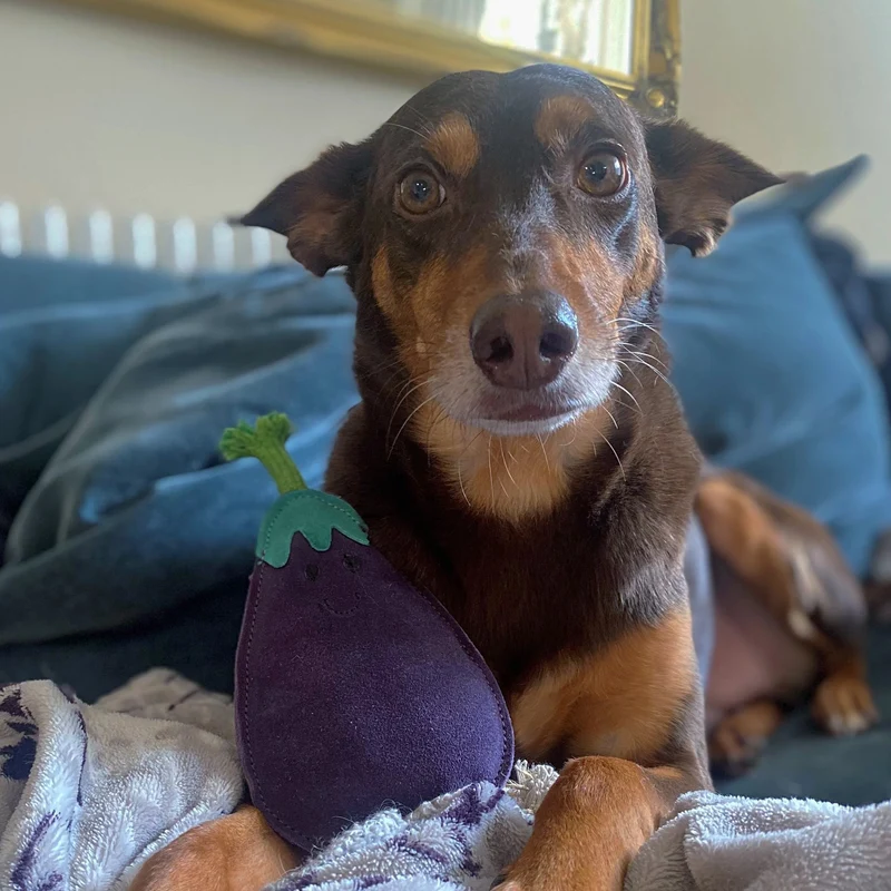 jouet pour chien Austin l'aubergine