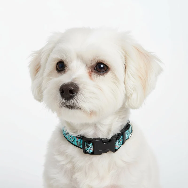 Collier pour Chien 'Rock Star'