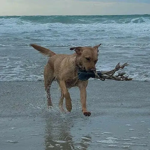 Olivia La Pieuvre Écologique Jouet pour chien