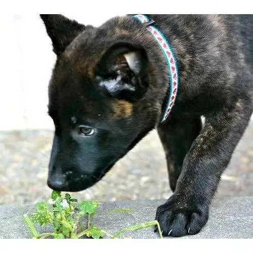 Collier pour petit chien ou chiot 'cœurs'