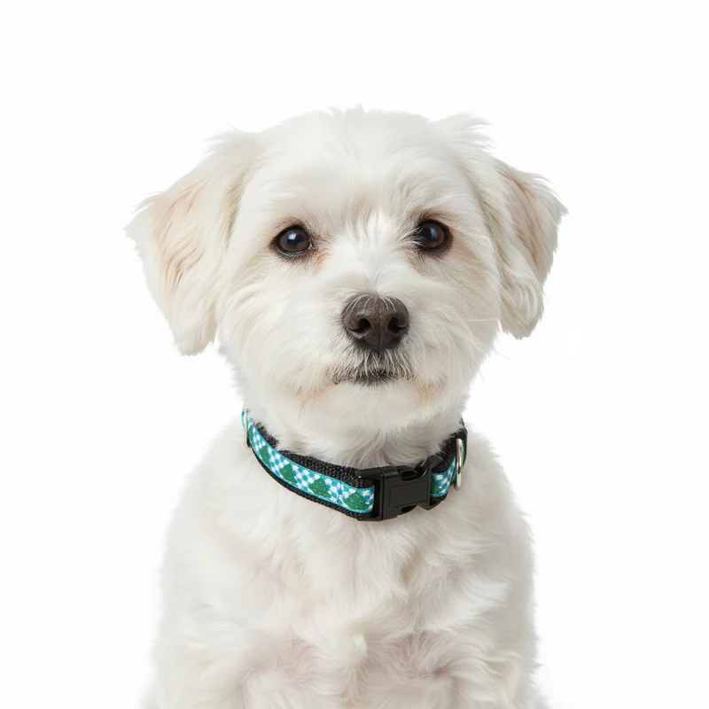 Collier pour chien Noël 'Sapin de Noël 💥 -30%