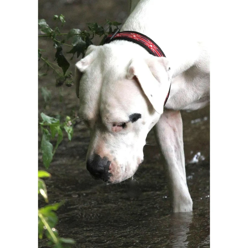 Collier pour Chien Fait Main “Drapeau du Royaume-Uni” 🇬🇧