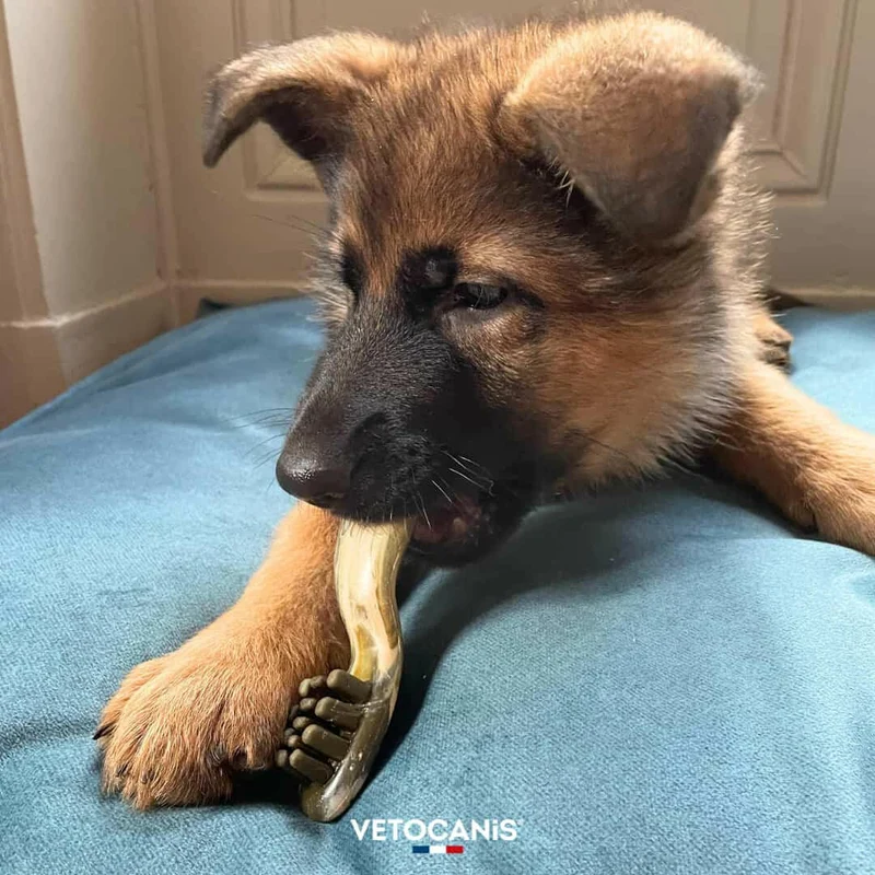 Sticks dentaires pour chien, Friandises Anti-Tartre pour chien