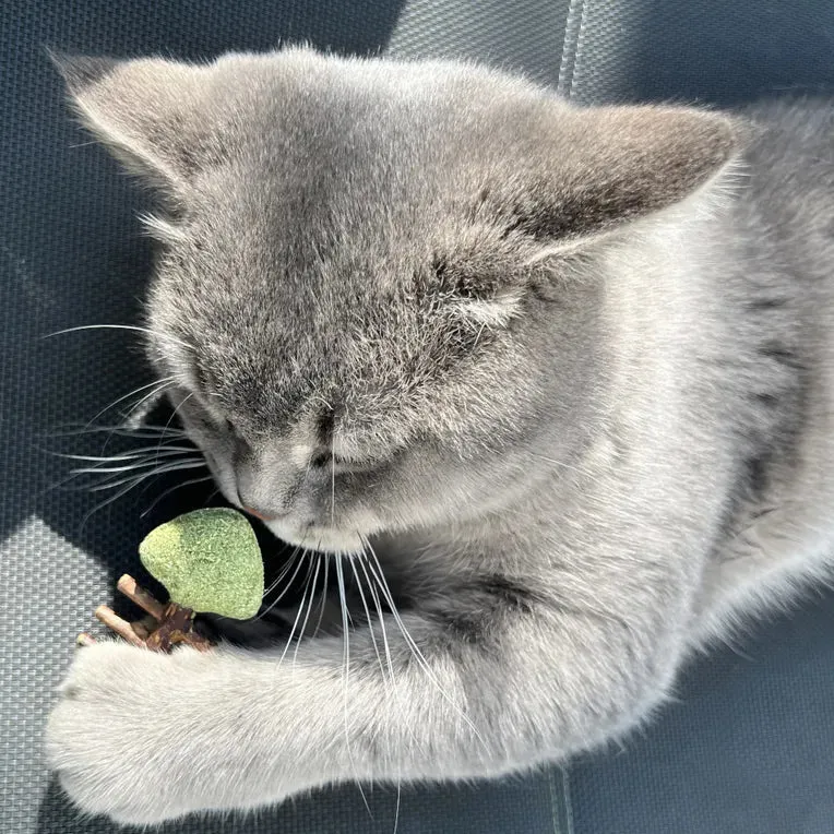 Jouet pour chat poisson avec arêtes MATATABI