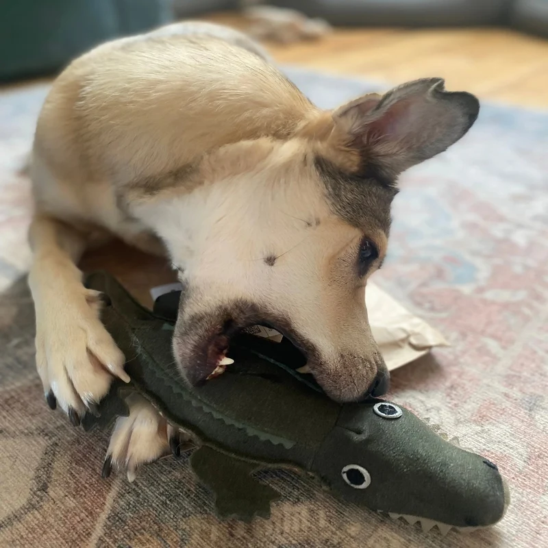 Colin le Crocodile jouet pour chien ècologique