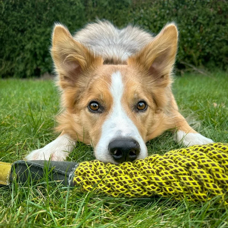 Cédric le canard ècologique jouet pour chien
