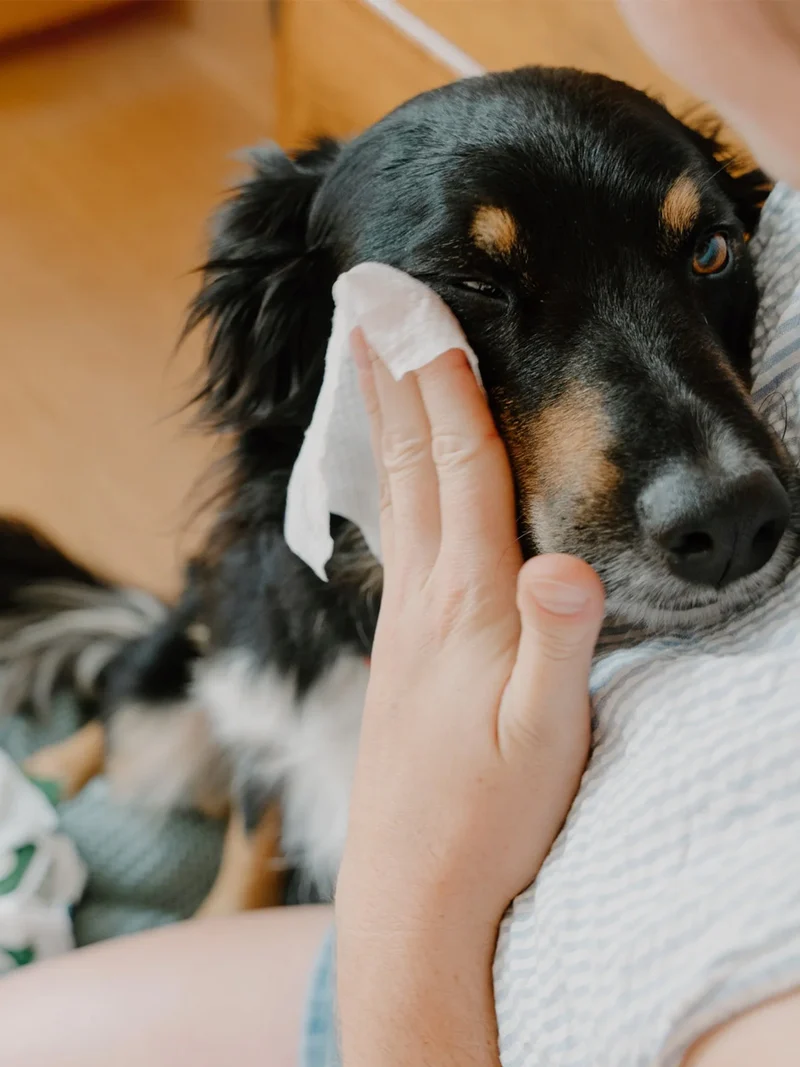 Lingettes nettoyantes contour des yeux pour chien - Aloe Vera et Concombre