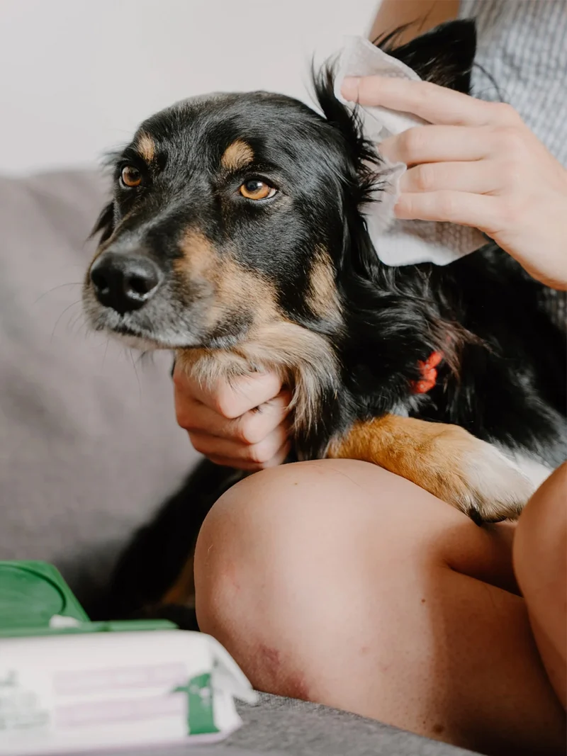 Lingettes nettoyantes oreilles pour chien - Aloe Vera et Camomille