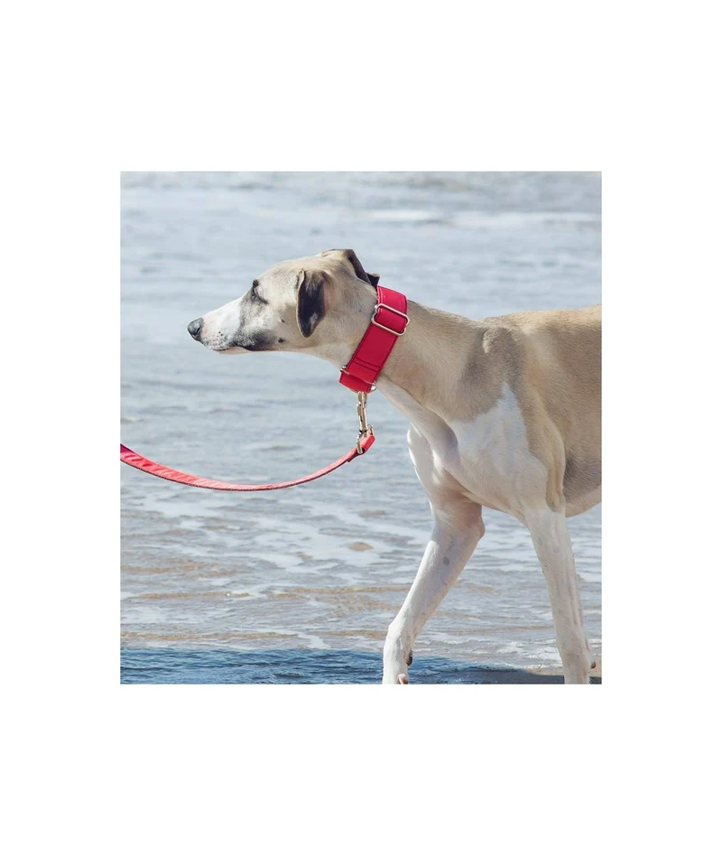 Collier pour chien Strawberry