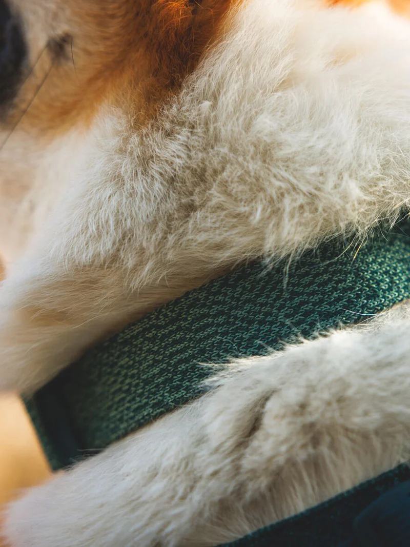 Collier pour chien Ruffwear - Front Range Flex collar - Deep Teal