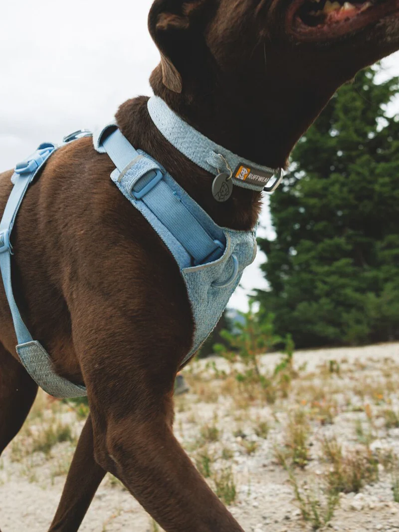 Collier pour chien Ruffwear - Front Range Flex collar - Bleu Polaire