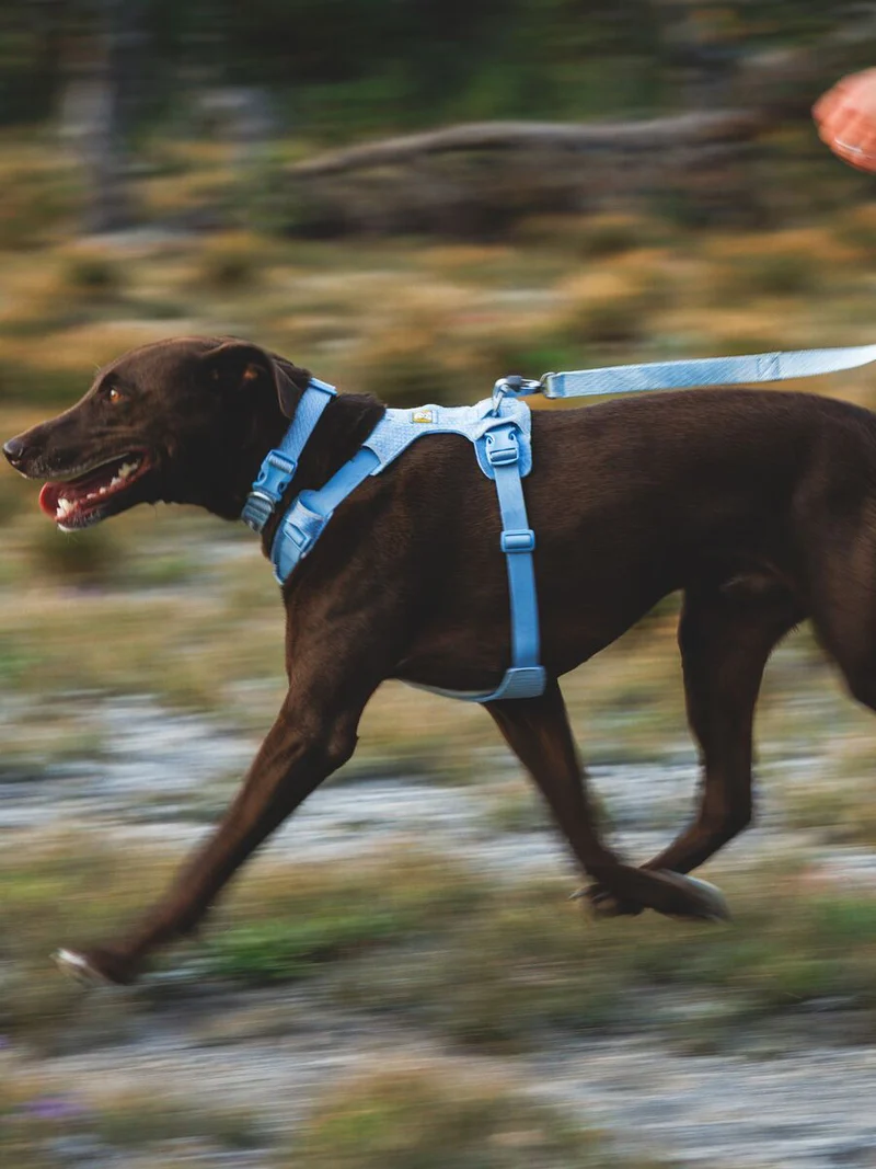 Collier pour chien Ruffwear - Front Range Flex collar - Bleu Polaire