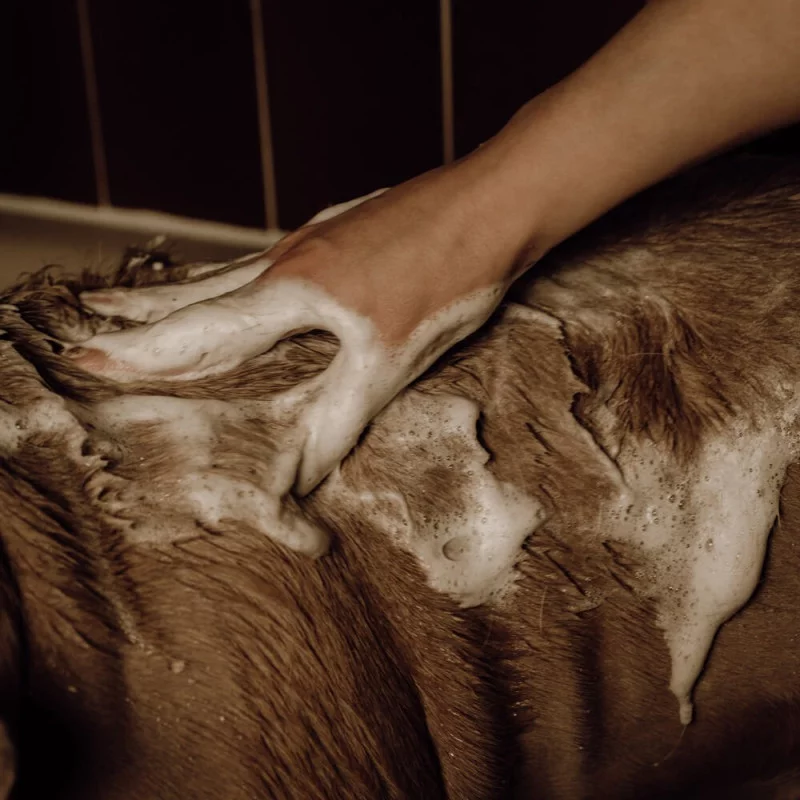 Shampoing poudre moussant doux et écologique
