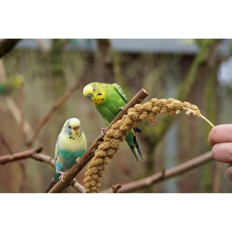 VERSELE LAGA Millet en Grappes Jaune 1kg