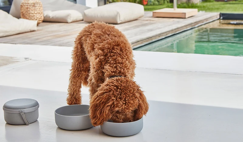 Bento de voyage pour chien