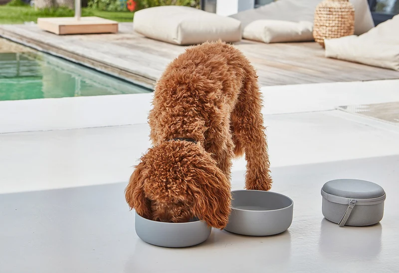 Bento de voyage pour chien