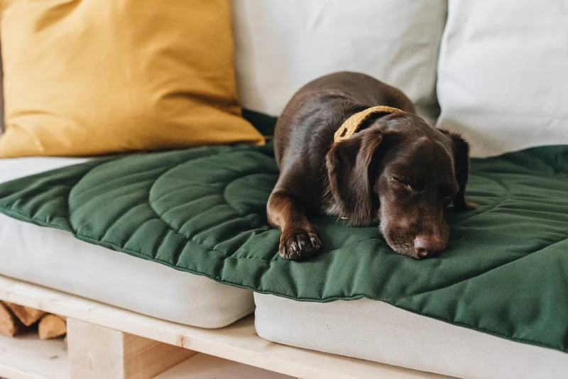 Matelas de voyage pour chien enroulable Compass Band & Roll