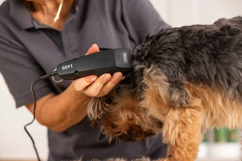 WAHL Tondeuse 1400 Filaire pour Chiens et Chats 0.7-3 mm 4 Peignes 230V