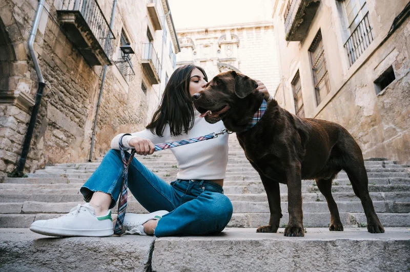 Collier pour chien Gosol