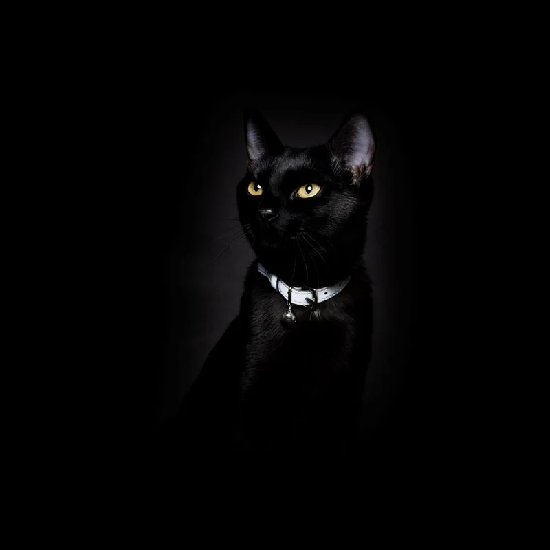 Collier pour chat réfléchissant Lumino Lux
