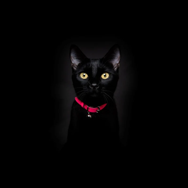 Collier pour chat réfléchissant Lumino Lux