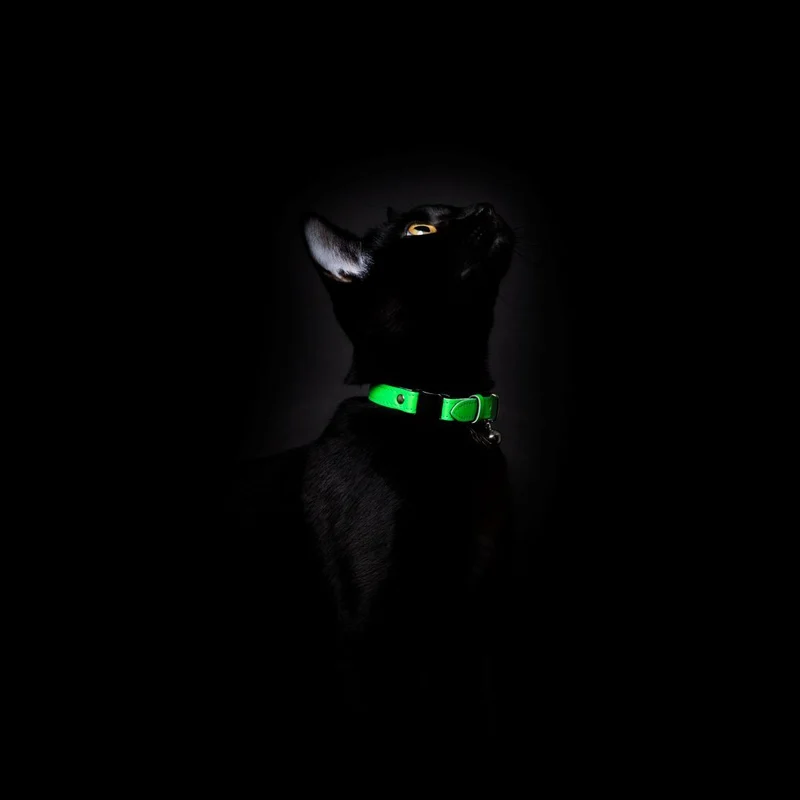 Collier pour chat réfléchissant Lumino Lux
