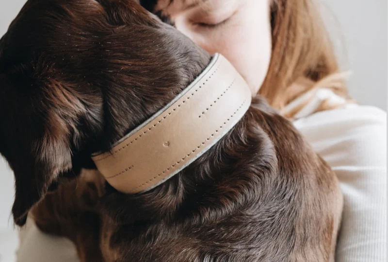 Collier pour chien Pine en cuir et laine