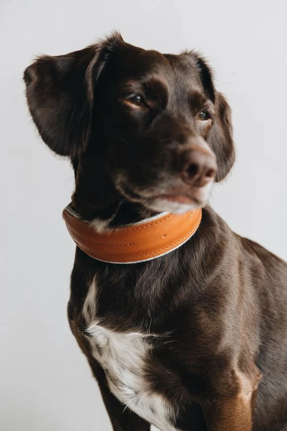 Collier pour chien Pine en cuir et laine