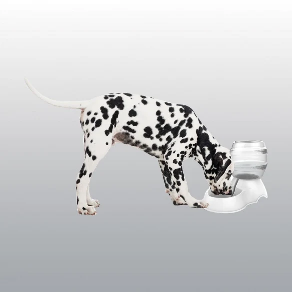 Distributeur d'eau cylindrique chien