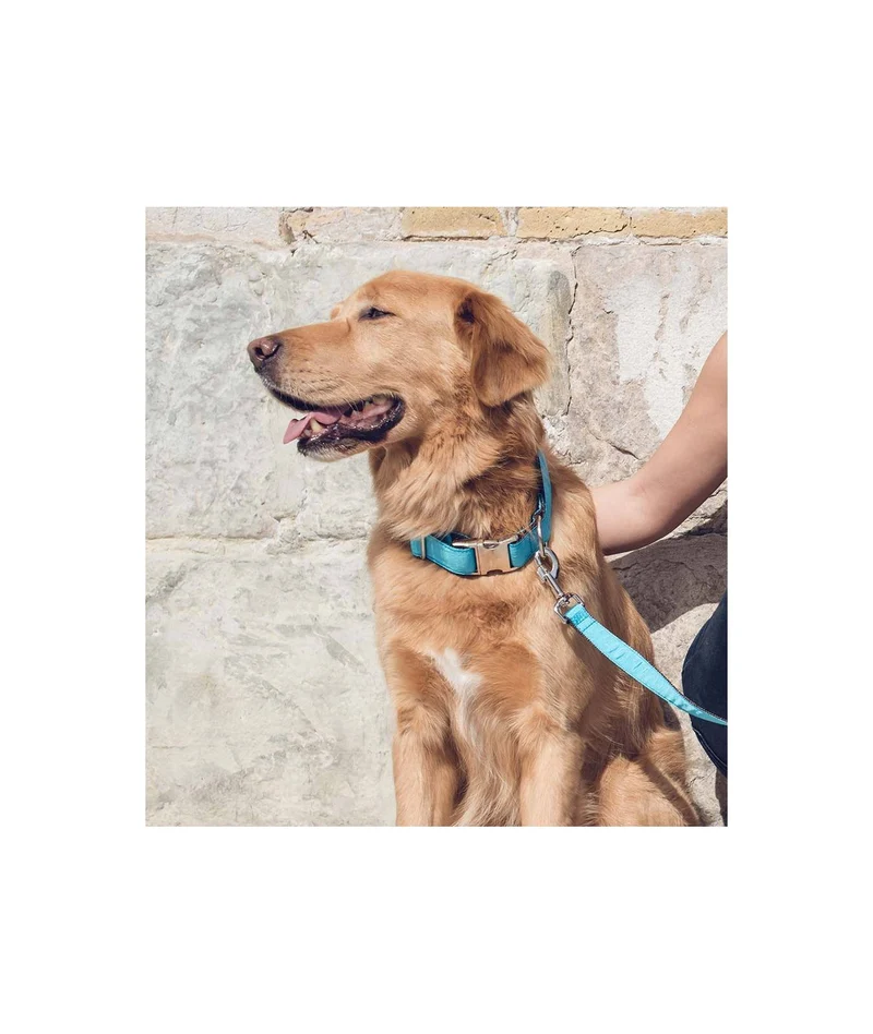 Collier pour chien Solid Turquoise