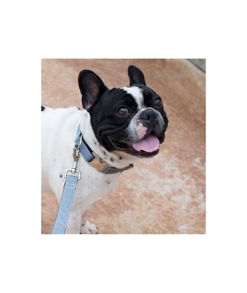 Collier pour chien Solid grey