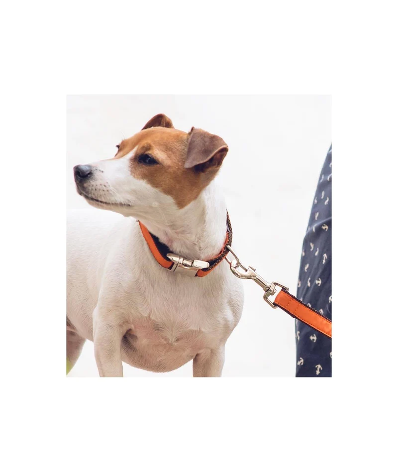 Collier pour chien Solid Orange