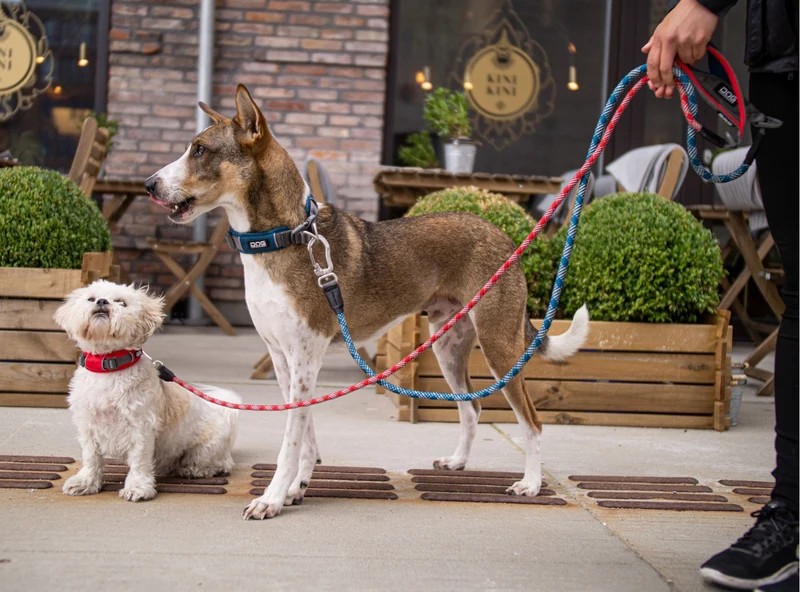 Laisse pour chien Urban Rope (160cm)